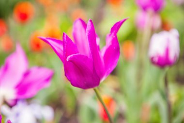 bahar bahçe çiçekler