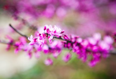 çiçek bahar menekşe arka plan şube