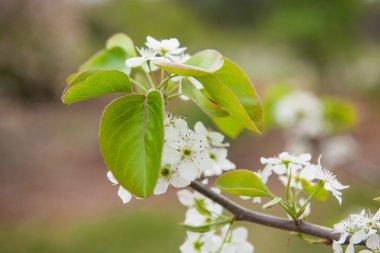 çiçek bahar arka plan şube