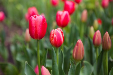 bahar bahçe çiçekler