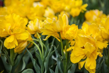 bahar bahçe çiçekler