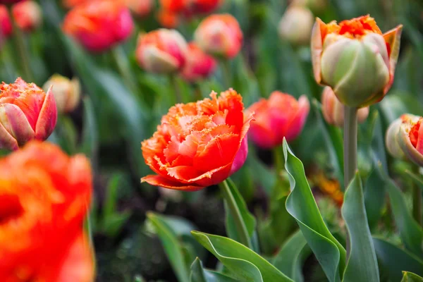 Tulipes de fleurs printanières dans le jardin — Photo