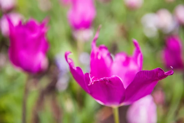 Tulipes de fleurs printanières dans le jardin — Photo