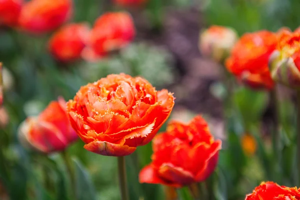 Flores da primavera tulipas no jardim — Fotografia de Stock