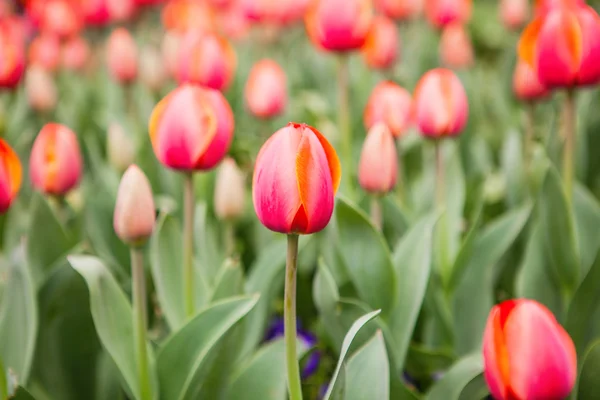 Tulipes de fleurs printanières dans le jardin — Photo
