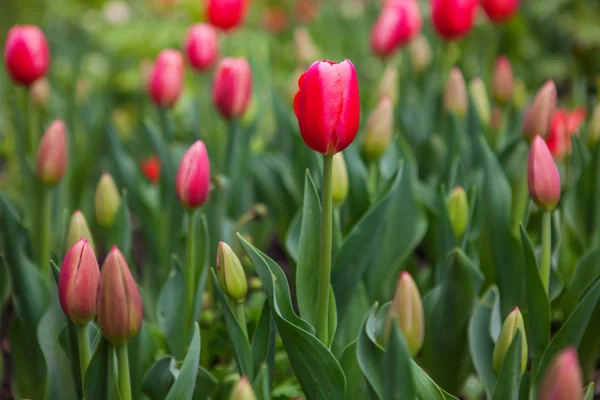 Tulipes de fleurs printanières dans le jardin — Photo