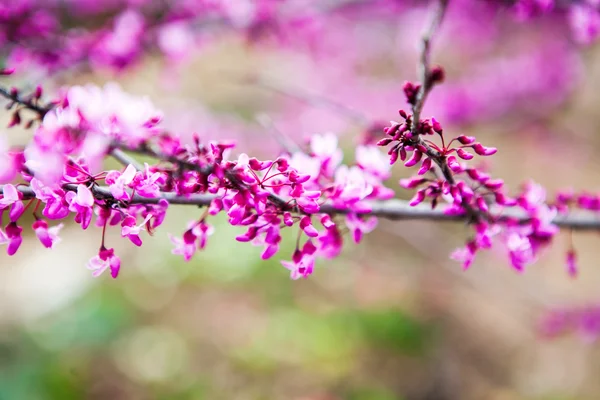 çiçek bahar menekşe arka plan şube