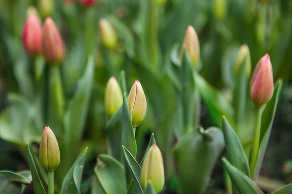 Tulipes de fleurs printanières dans le jardin — Photo