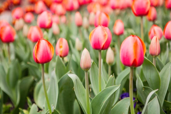 Tulipes de fleurs printanières dans le jardin — Photo