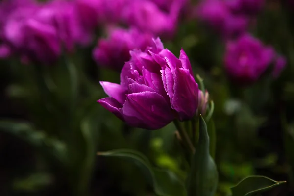 Flores da primavera tulipas no jardim — Fotografia de Stock