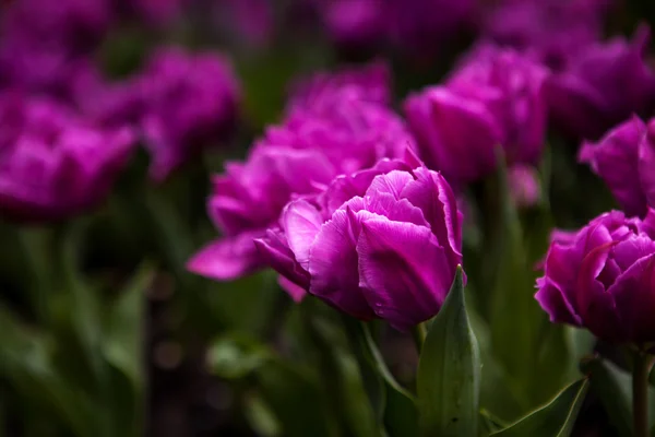 Flores da primavera tulipas no jardim — Fotografia de Stock