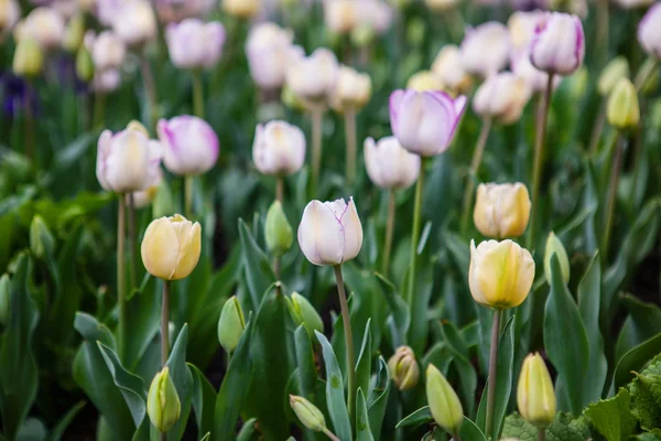 Tulipes de fleurs printanières dans le jardin — Photo