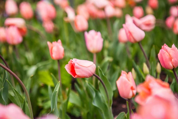 Tulipes de fleurs printanières dans le jardin — Photo