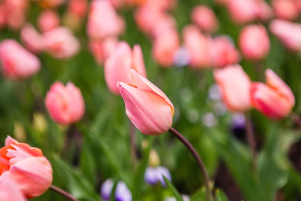 Tulipes de fleurs printanières dans le jardin — Photo