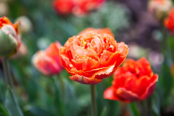 Flores da primavera tulipas no jardim — Fotografia de Stock