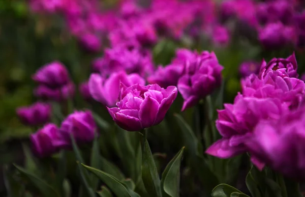 Flores da primavera tulipas no jardim — Fotografia de Stock