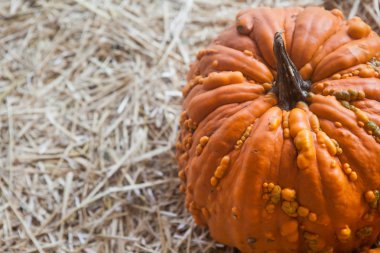Sonbahar balkabağı Şükran Günü arka planı