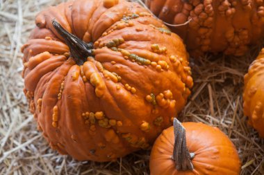 Sonbahar balkabağı Şükran Günü arka planı