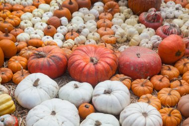 Sonbahar balkabağı Şükran Günü arka planı