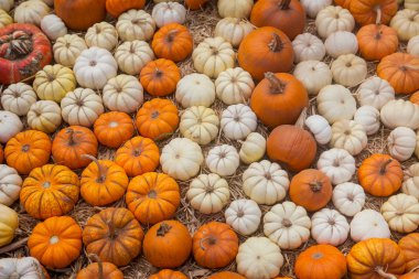 Sonbahar balkabağı Şükran Günü arka planı