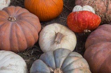 Sonbahar balkabağı Şükran Günü arka planı