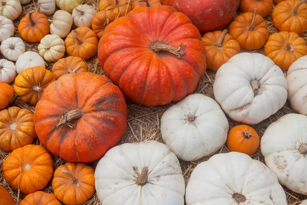 Autumn pumpkin thanksgiving background — Stock Photo, Image