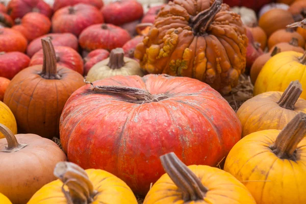 Herfst pompoen dankzegging achtergrond — Stockfoto