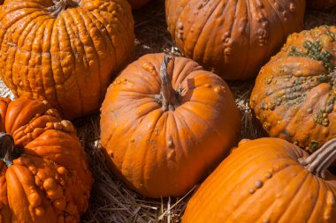 Sonbahar balkabağı Şükran Günü arka planı