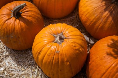 Sonbahar balkabağı Şükran Günü arka planı