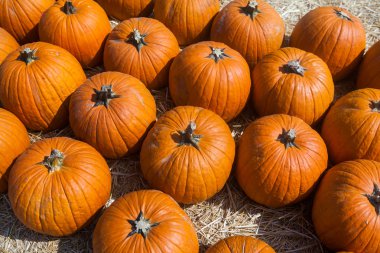 Sonbahar balkabağı Şükran Günü arka planı