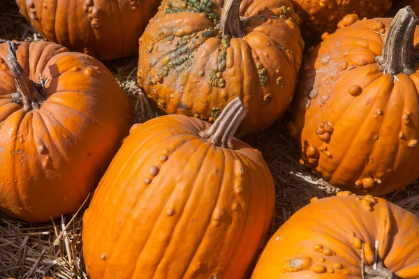 Осенний тыквенный фон благодарения — стоковое фото
