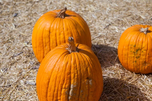 호박 (pumpkin) 의 추수감사절 배경 — 스톡 사진