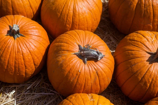 Осенний тыквенный фон благодарения — стоковое фото