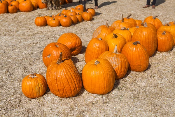 Herfst pompoen dankzegging achtergrond Stockafbeelding