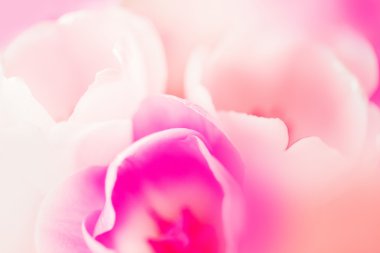 Pembe Lale yaprakları ile güzel çiçek arka plan