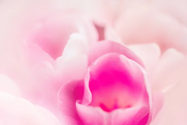 Rózsaszín tulipán szirmok gyönyörű virágos háttér — Stock Fotó