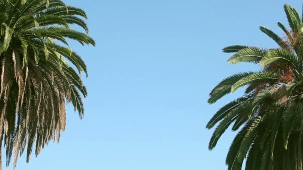 Palmera balanceándose contra el cielo azul — Vídeos de Stock