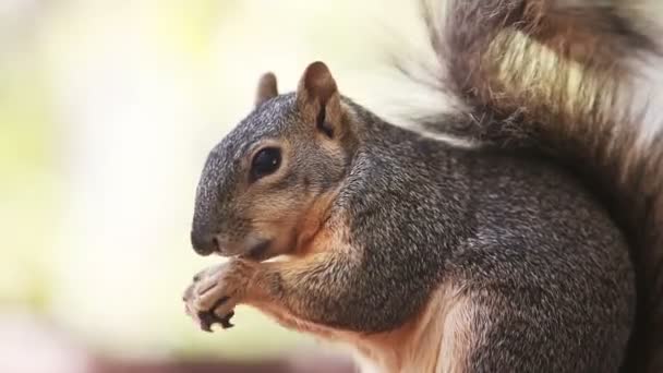 Squirrel eating seeds on tree — Stock Video