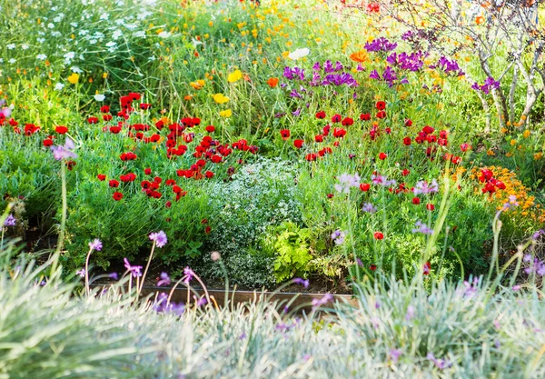 Bitkiler ve çiçekler bahçesinde çeşitli yaz Bahçe dolu. Doğal Tema.