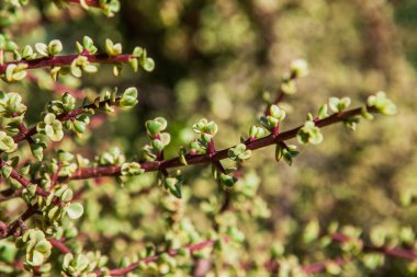 minyatür etli bitkiler
