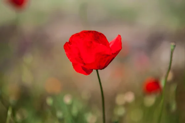 Gros plan sur la fleur de pavot rouge en été — Photo