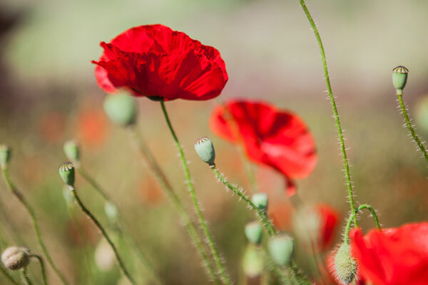 Close-up of red poppy flowers in summer