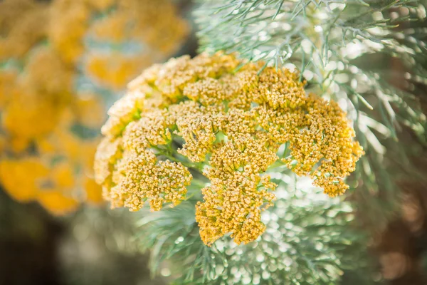 Piękne letnie rośliny — Zdjęcie stockowe