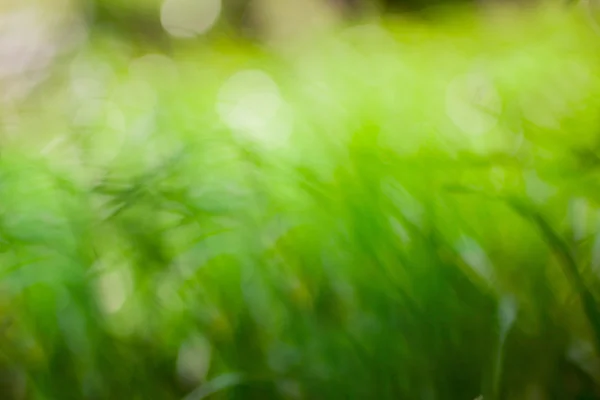 Eco nature background. Defocused bokeh — Stock Photo, Image