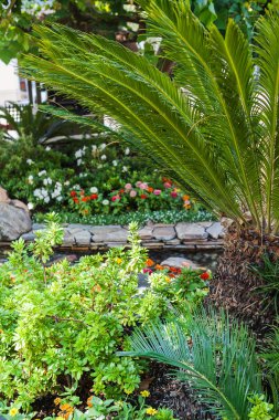 Güneş ışığı hurma tropikal Bahçe 