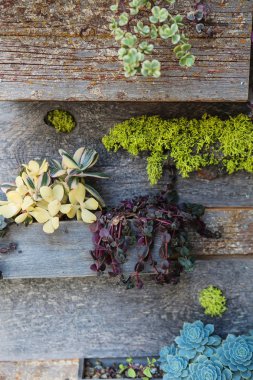 Succulents ahşap duvar arka plan üzerinde. 
