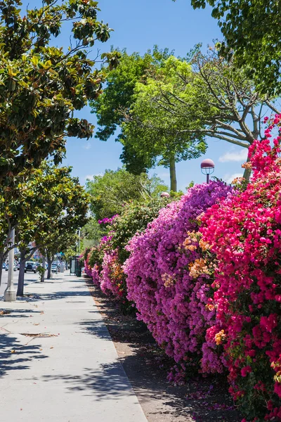 Bonito buganvília colorido brilhante arbusto na luz do sol na cidade. fundo da rua — Fotografia de Stock