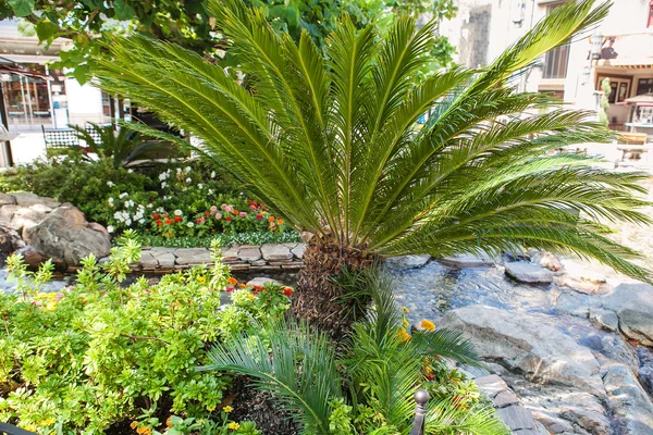 Jardim tropical com palma e flores à luz do sol — Fotografia de Stock