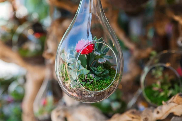 Terrarium szklane z roślin — Zdjęcie stockowe