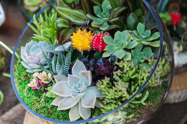 Terrarium with cactus succulent plant